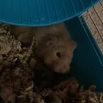 Teddy the hamster - @hampster_teddy_peyton - Instagram
