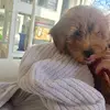 Pierre!✨🐶 - @teddy..pierre - TikTok