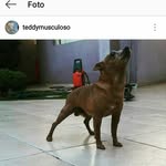 Teddy Pierre - @teddymusculoso - Instagram