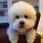 Teddy-Pierre - @teddypompom14 - Instagram