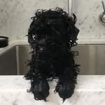 Teddy the Toy Poodle - @teddypierre2020 - Instagram