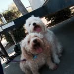 Can We Have ) Some Bacon - @teddy_piper_chance_mickey - Instagram