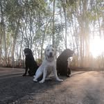 Jojo Teddy & Piper - @bangkok_labs_squad - Instagram