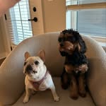Piper Jane & Teddy Bear - @pawfectpair.piperandteddy - Instagram