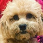 Piper - @piperteddybear - Instagram