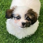 piper - @theteddy.piper - Instagram