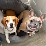 Teddy & Piper 🐾 - @thetalesofteddyandpiper - Instagram