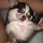 Teddy 🤎 - @teddypiperoo - Instagram
