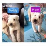 Teddy and Piper - @teddyandpiper - Instagram
