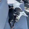 Teddy&Piper - @teddy_piperthefrenchies - TikTok