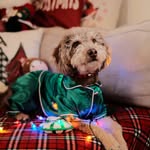 Teddy Bacon - @teddy.pittsy - Instagram