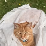 Teddy Pitts - @gardeningkitty - Instagram
