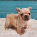Teddy - @teddy_the_pittsburgh_frenchie - Instagram