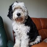 Teddy - @teddy.poole - Instagram