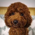TEDDY 🧸 - @poodle_teddy_poseydon - Instagram