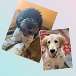 Teddy And Posey - @the_doggie_doodle_duo - Instagram