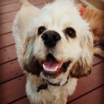 Theodore Buster Posey - @teddybearthecockerspaniel - Instagram