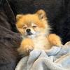 Teddy the Teacup Pom - @teddyprinceofpoms - TikTok