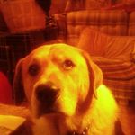 Teddy Pugh - @teddy.pugh.3 - Instagram
