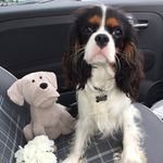 Teddy - @teddy_pugh - Instagram