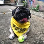 Teddy the Pug HK - @teddythepughk - Instagram