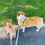 Teddy and Nell Purcell 🐾 - @teddy_and_nellie - Instagram