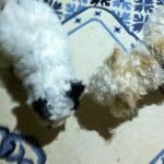 Teddy Purcell Grosby Purcell - @teddyandgrosby - Instagram