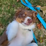 Theodore Flynn Purcell - @teddy.bear.aussie - Instagram