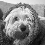 Teddyrandall🐶 - @teddythepoochon_ - Instagram