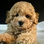 @__teddyreddy__ - Instagram