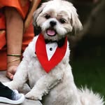 Teddy🐶 - @teddy.reddy.the_shih_tzu - Instagram
