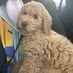 Teddy Graham Reeves 🐶 - @disteddygramm - Instagram