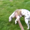 teddy reyes - @perra.brava - TikTok