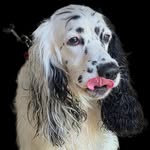 🐶𝓣𝓮𝓭𝓭𝔂 𝓜𝓪𝔁 𝓡í𝓸𝓼 ♡ - @teddy_mcocker0421 - Instagram