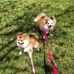 Teddy &amp; Rio's Adventures - Facebook