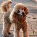 Teddy de los Rios - @teddymusetto - Instagram