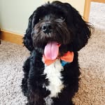 Teddy Rios - @teddy.tails - Instagram
