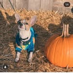 Teddy Rios 🐶🐻 - @teddyr10s_official - Instagram