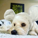 Teddy Rivas - @teddy.thedog2 - Instagram