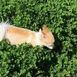 Teddy Roman Lopez - @teddy_the_thicc_dog - Instagram