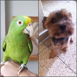 Teddy & Roque - @teddyandroquememes - Instagram