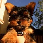 TeddyROQUEstar🐶 - @teddy_roque_star - Instagram
