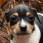 Colt the teddy rosevelt rat terrier!🤎 - @teddyroseveltcolt - Instagram