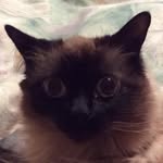 Teddy Rosevelt - @roseveltteddy - Instagram