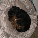 Teddy Rosevelt Hickman - @teddy_the_mini__dachshund - Instagram