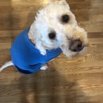 Teddy Rosevelt Hogan - @teddy_the_jeddy - Instagram