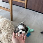 Theodore Teddy Aj Rosevelt - @theos.wrld - Instagram
