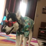 Theodore “Teddy” Rosevelt - @full_turbo_teddy - Instagram