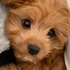 Teddy Rowe - @teddy_the_puppyy - TikTok