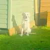 Teddy ryan - @teddythedog777 - TikTok
